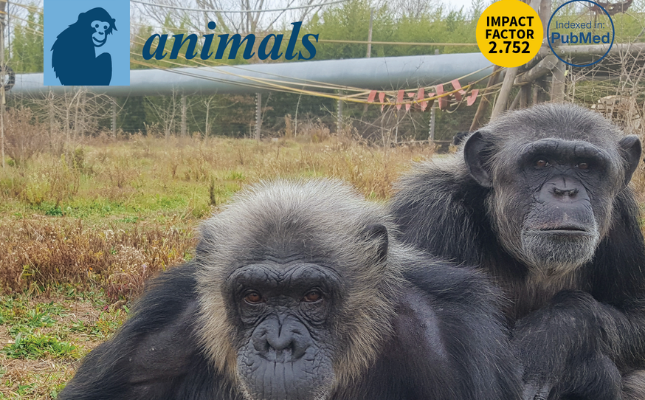 Conclusions d’un nou estudi amb antics ximpanzés mascota