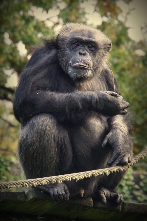 Hugo, per Marie Hernandez Hugo. Marie Hernandez