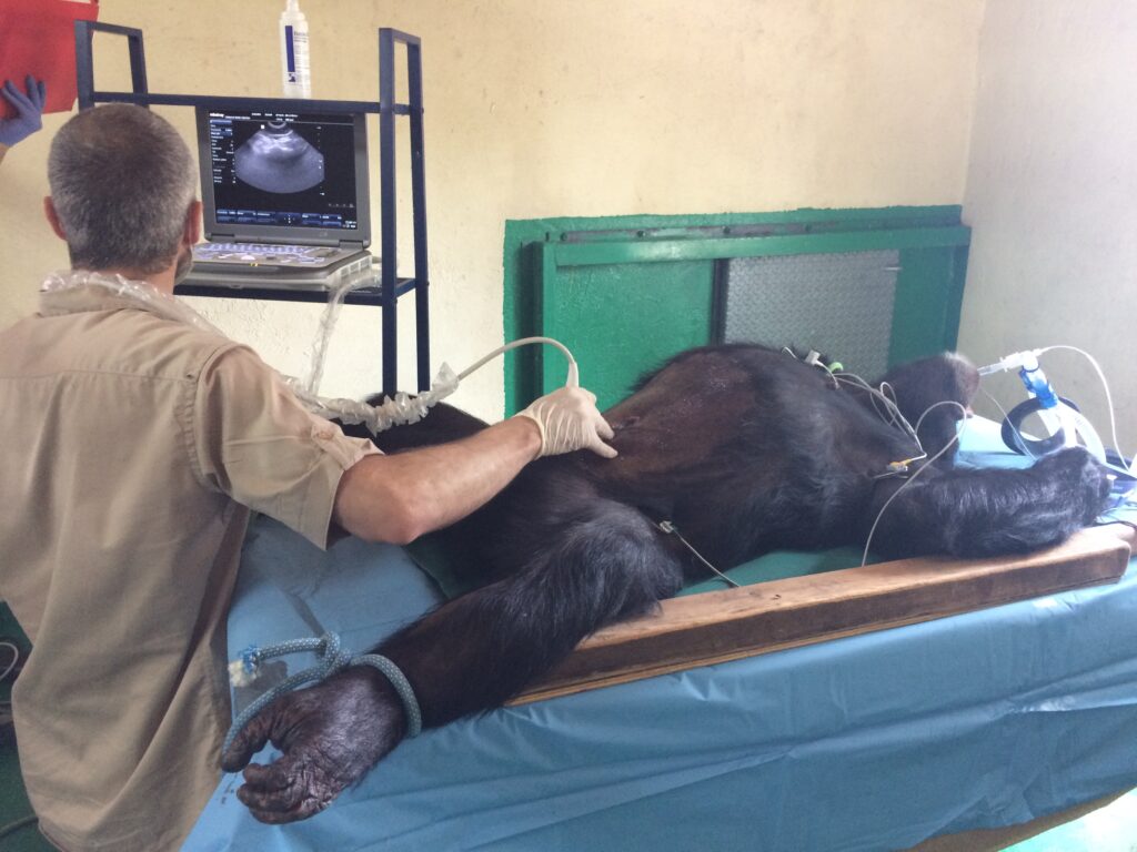 Curso: Introducción a la Veterinaria de Primates