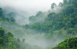 Reconstruint la Selva