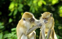 Els Últims Primats del Planeta