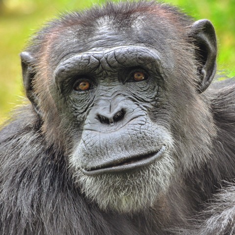 Bongo
