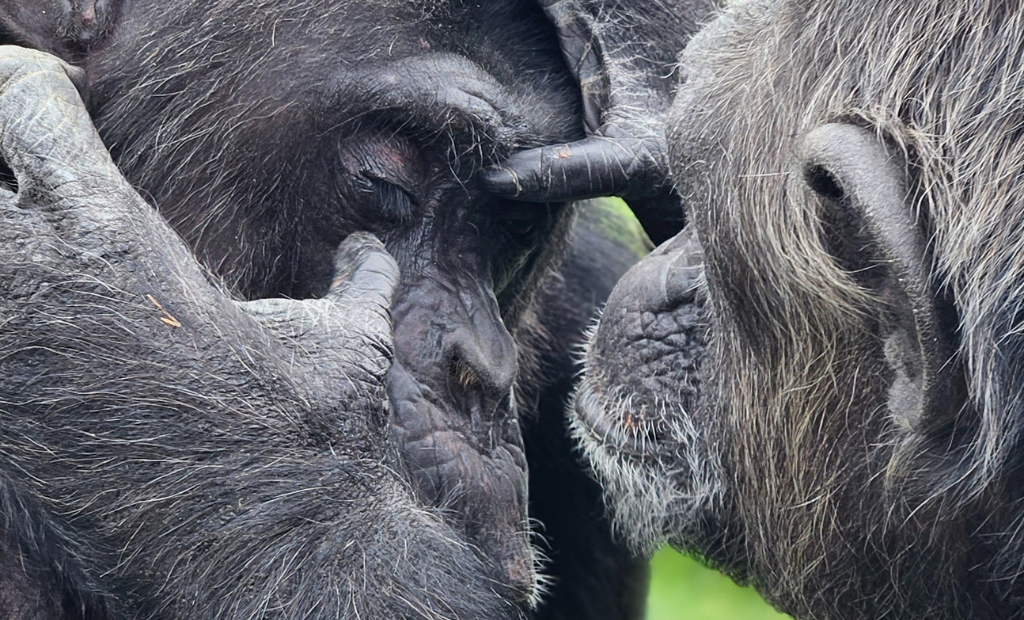Coco le hace grooming a Nico