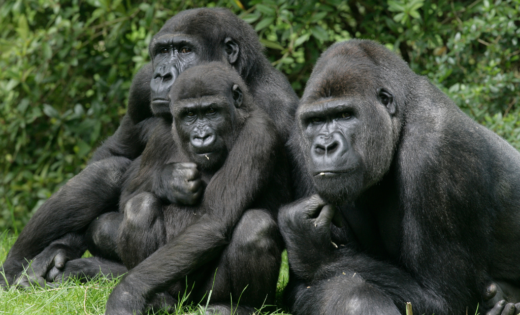 gorilas