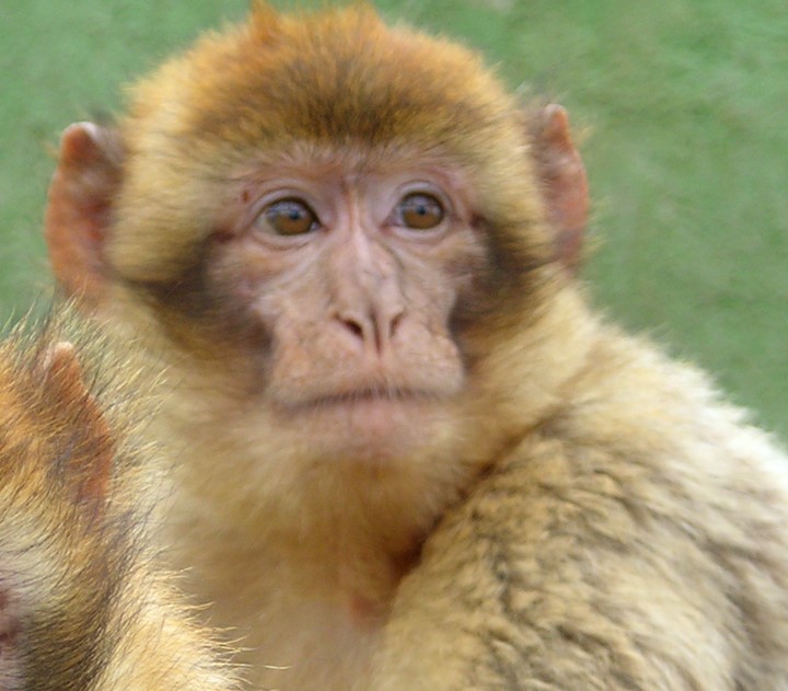 Parín