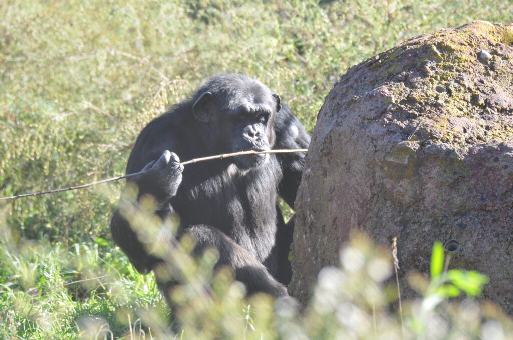 Un nou estudi publicat a la revista International Journal of Primatology revela la destresa manual dels ximpanzés