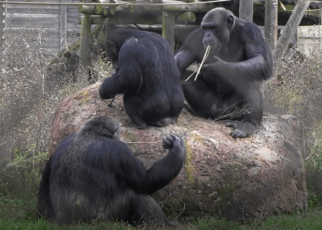 Advanced Training in Primate Rescue and Welfare