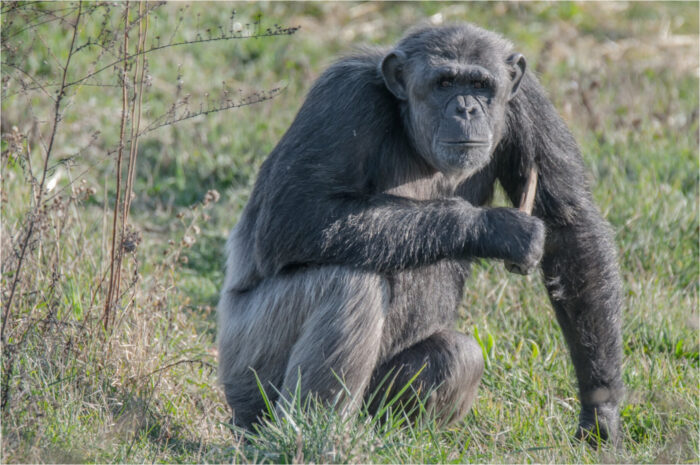L’impacte de l’aïllament social en ximpanzés rescatats