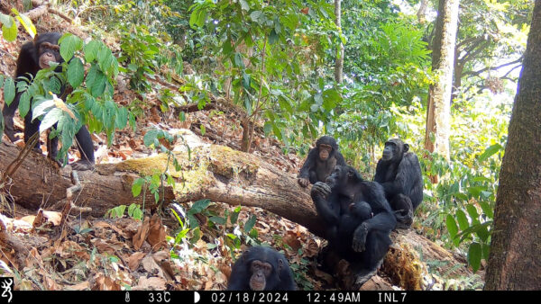 Conservació de ximpanzés a Sierra Leone: el projecte de càmeres trampa de Tacugama i MONA