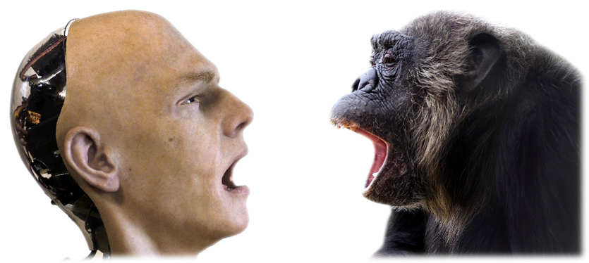 Chimpancés de MONA ayudan a la ciencia a descubrir que el bostezo se contagia… ¡incluso desde un robot!
