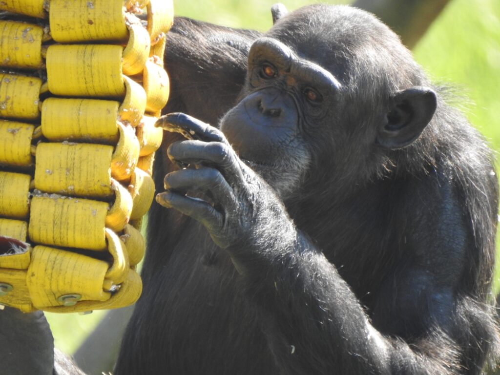Curso cuidador de primates