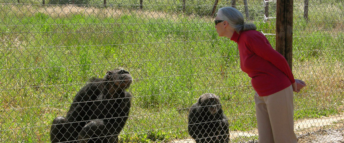 Jane Goodall en Fundació MONA