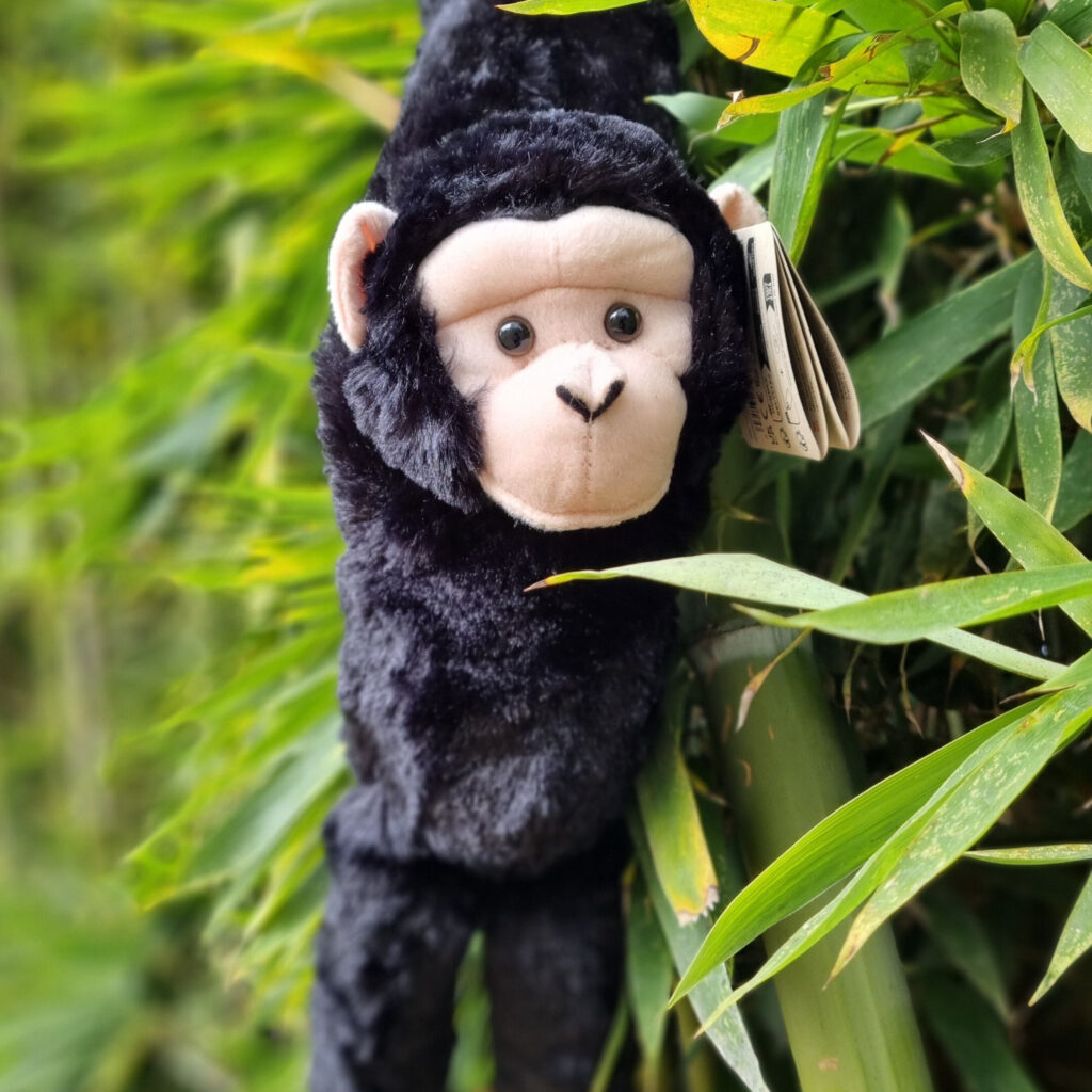 Hanging Lar Chimpanzee